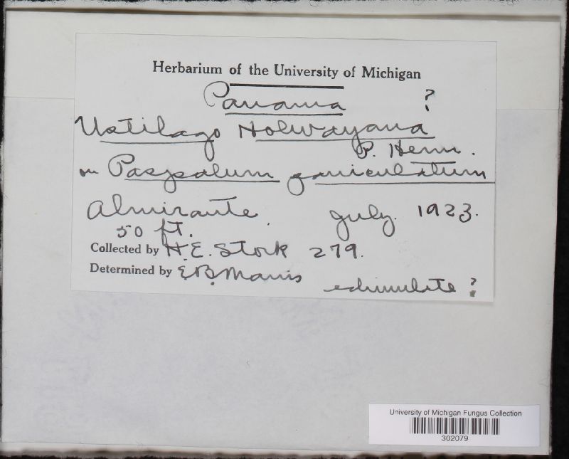 Ustilago holwayana image