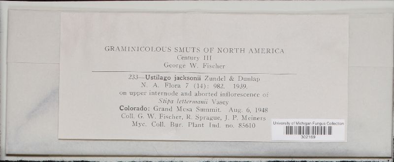 Ustilago jacksonii image