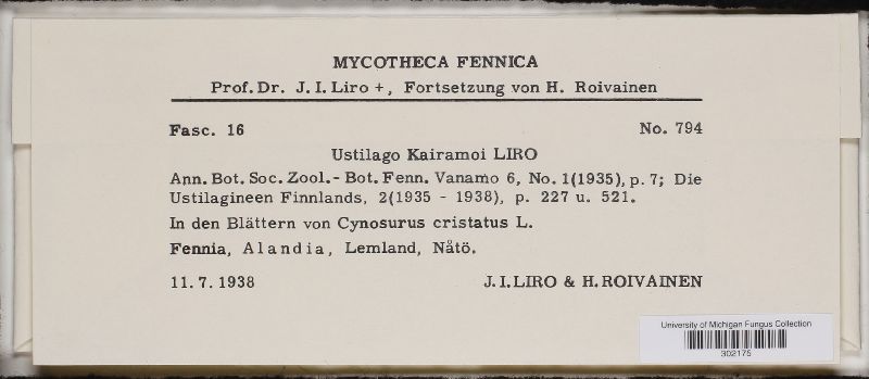 Ustilago kairamoi image