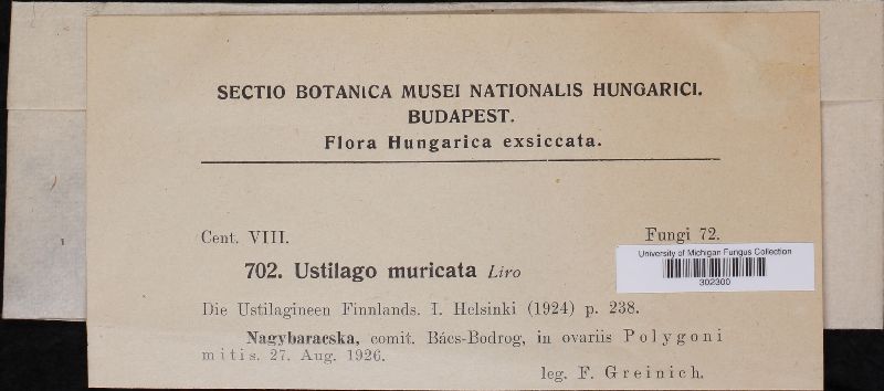 Ustilago muricata image