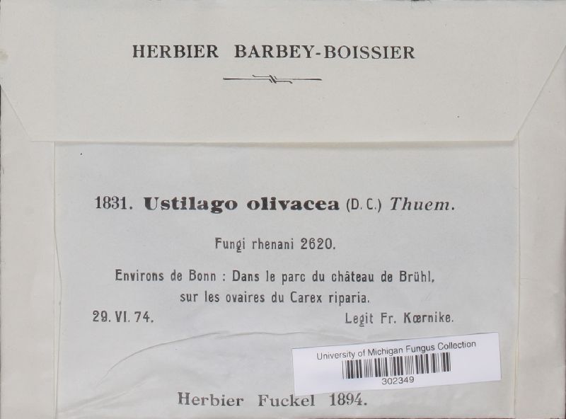 Farysia thuemenii image