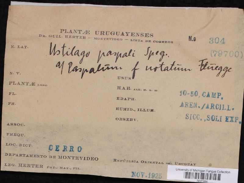 Ustilago paspali image
