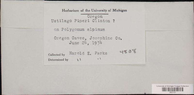 Ustilago piperii image