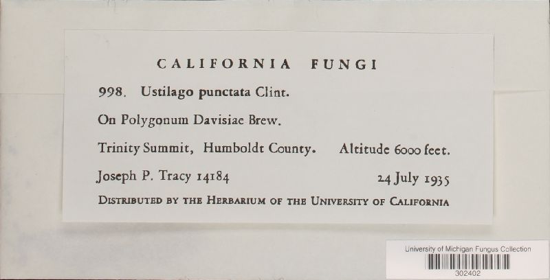 Ustilago punctata image