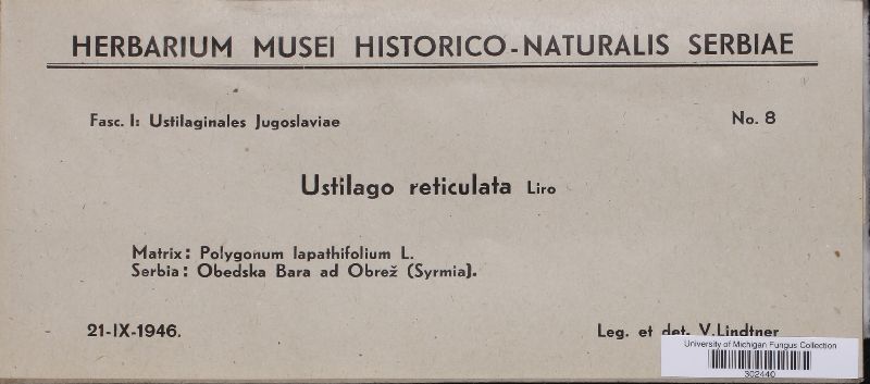 Microbotryum reticulatum image