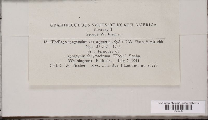 Ustilago spegazzinii image