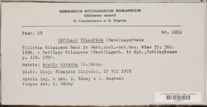 Thecaphora thlaspeos image