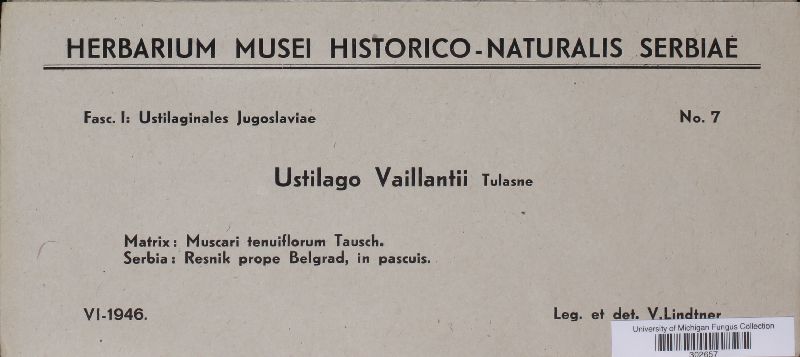 Antherospora vaillantii image