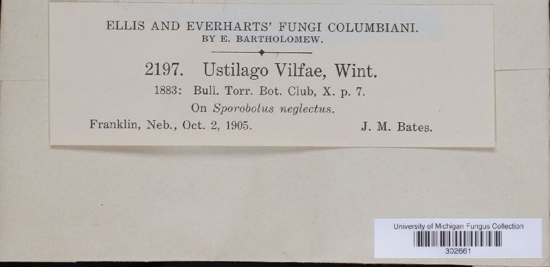 Ustilago vilfae image