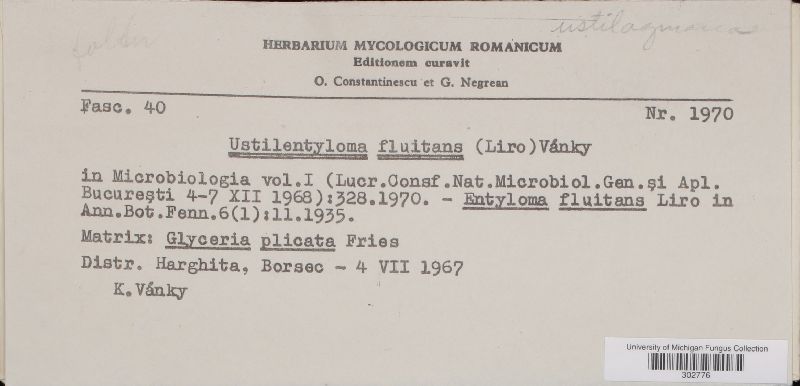 Ustilentyloma fluitans image