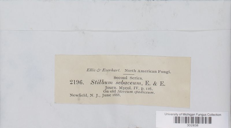 Stilbum sebaceum image