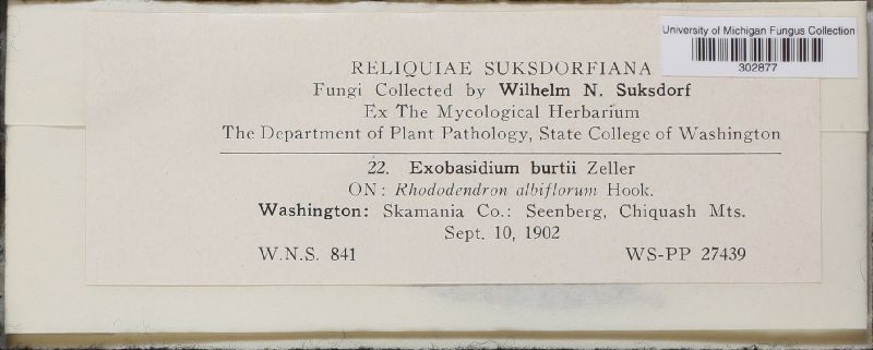 Exobasidium burtii image