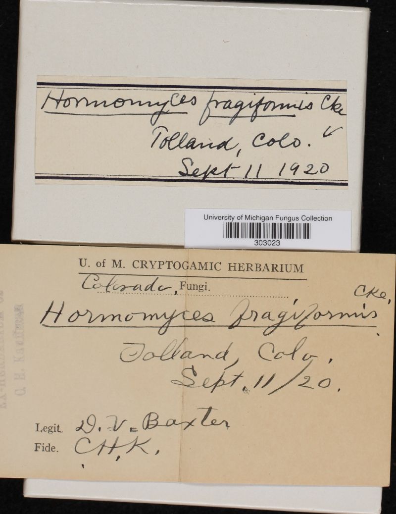 Hormomyces fragiformis image