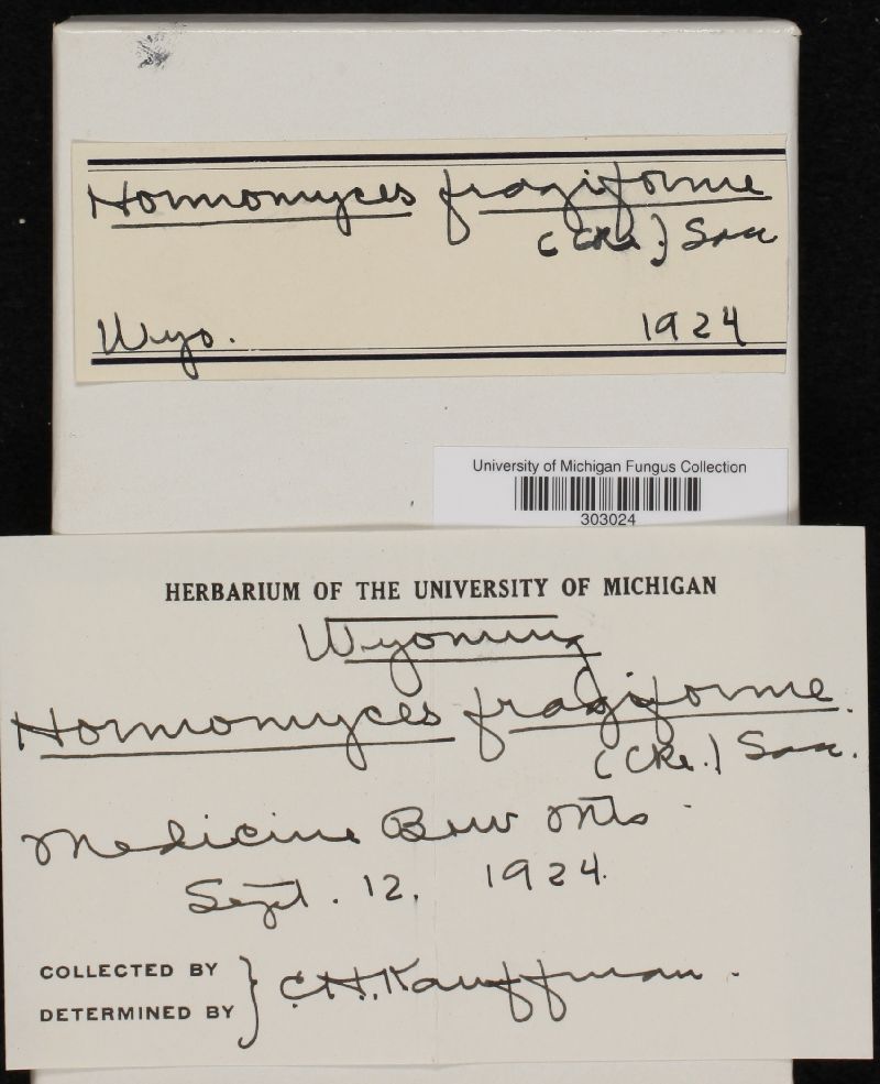Hormomyces fragiformis image
