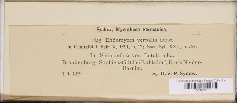 Endomyces vernalis image