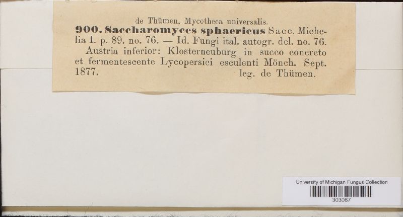 Malassezia furfur image