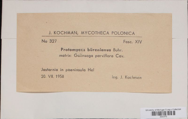 Protomyces buerenianus image