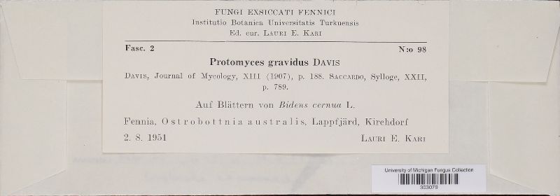 Protomyces gravidus image