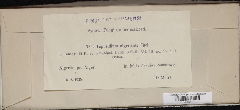 Taphridium algeriense image