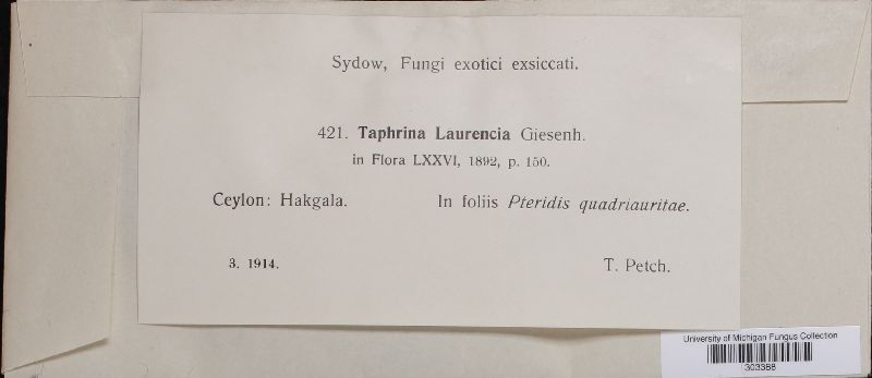 Taphrina laurencia image