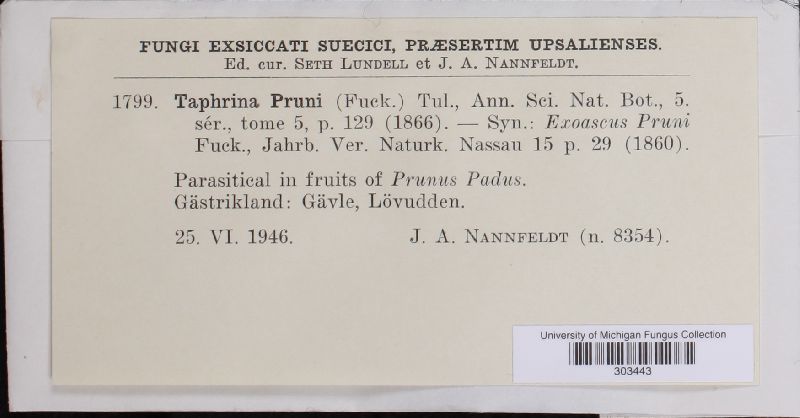 Taphrina pruni image