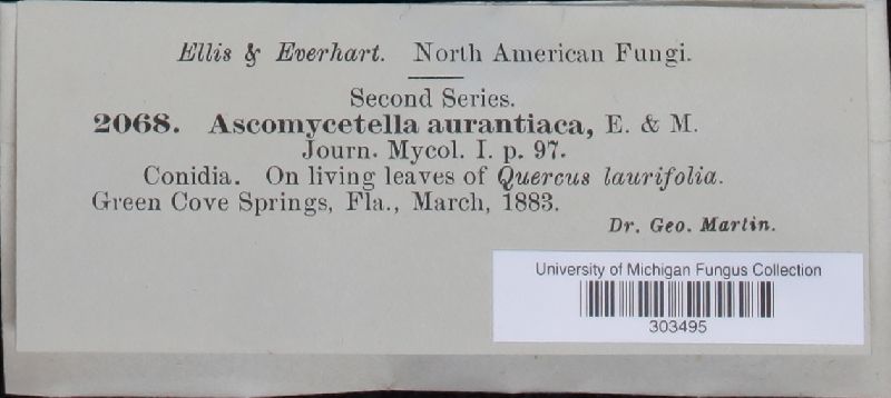 Ascomycetella aurantiaca image