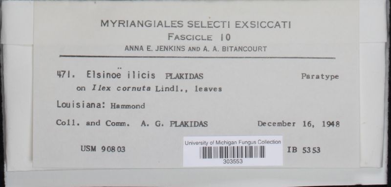Elsinoë ilicis image