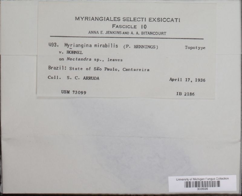 Uleomyces mirabilis image