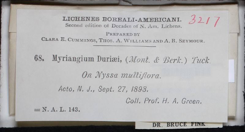 Myriangiaceae image