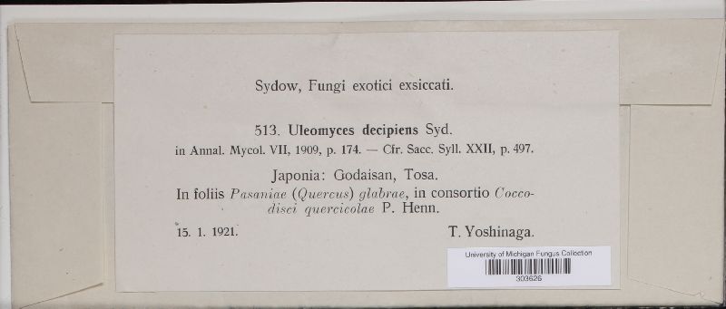 Uleomyces japonica image