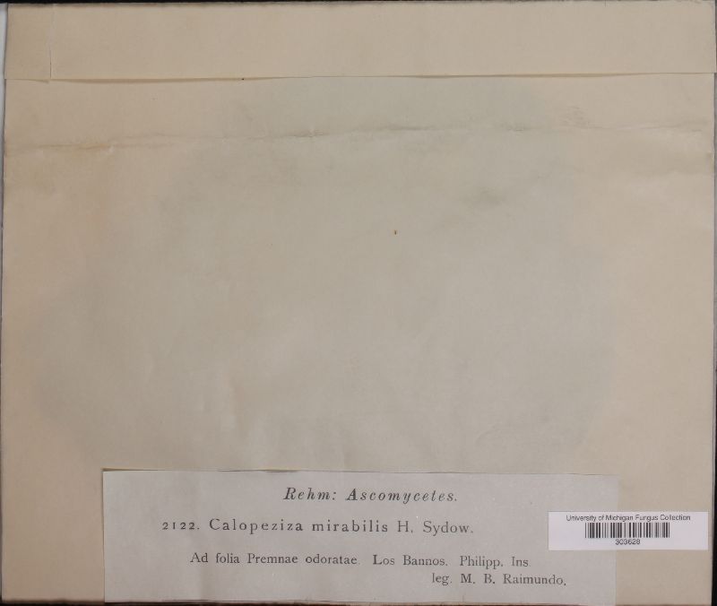 Dictyonella mirabilis image