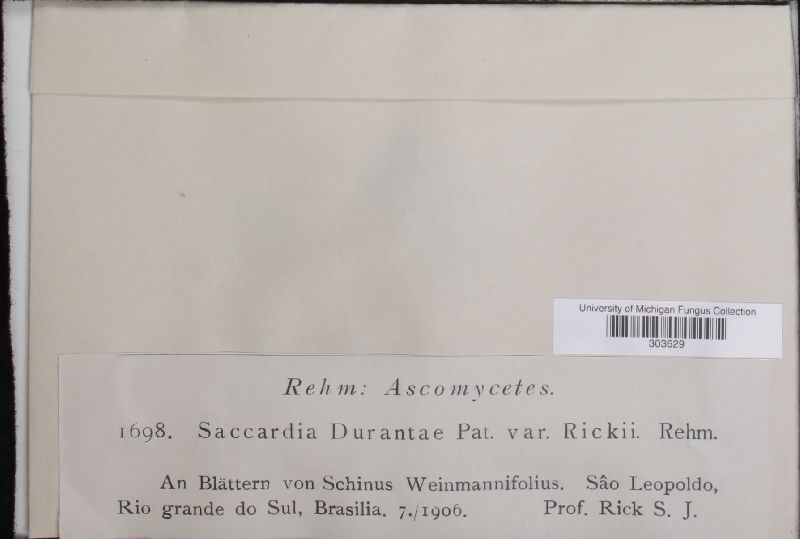 Saccardia durantae image