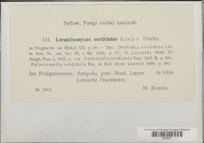 Actinopeltis sordidula image