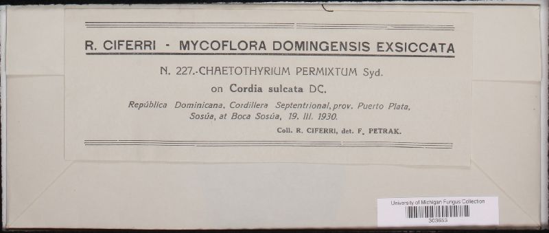 Chaetothyrium permixtum image