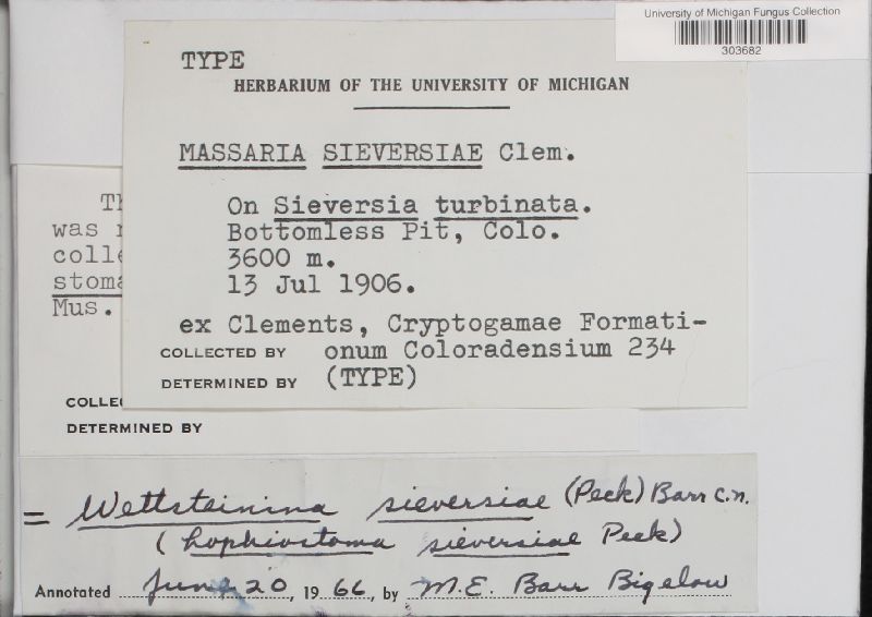 Diadema sieversiae image