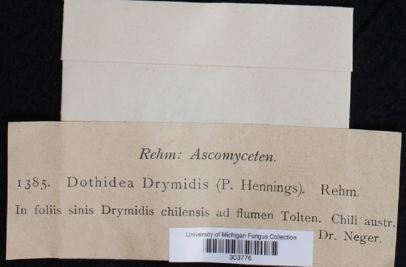 Dothidea drymidis image