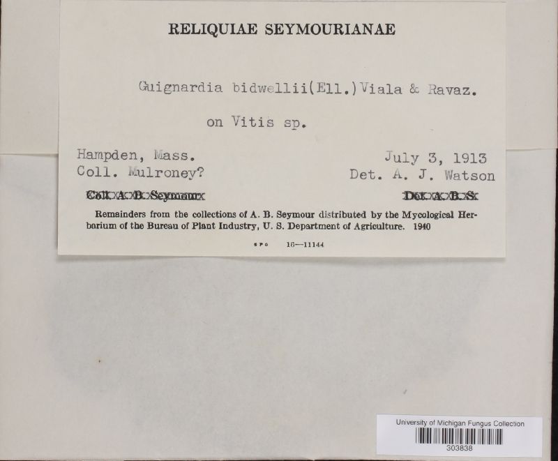 Guignardia bidwellii image