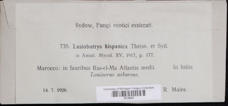 Lasiobotrys hispanica image