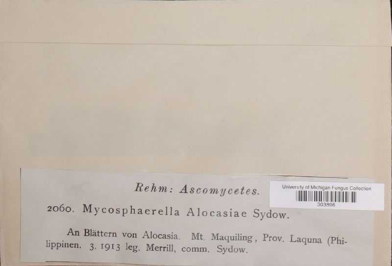 Mycosphaerella alocasiae image