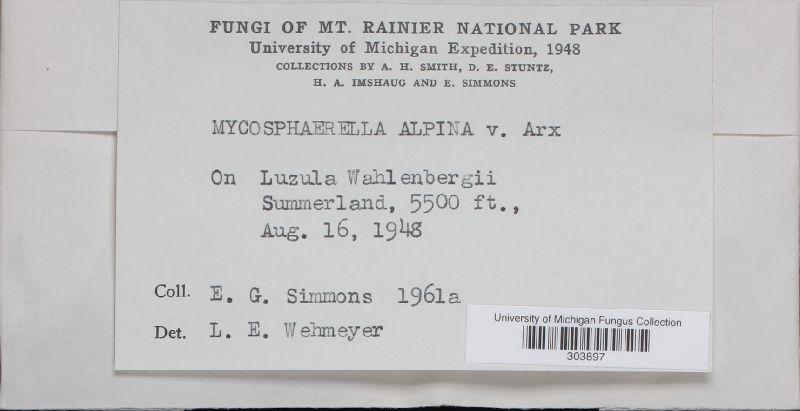 Mycosphaerella alpina image