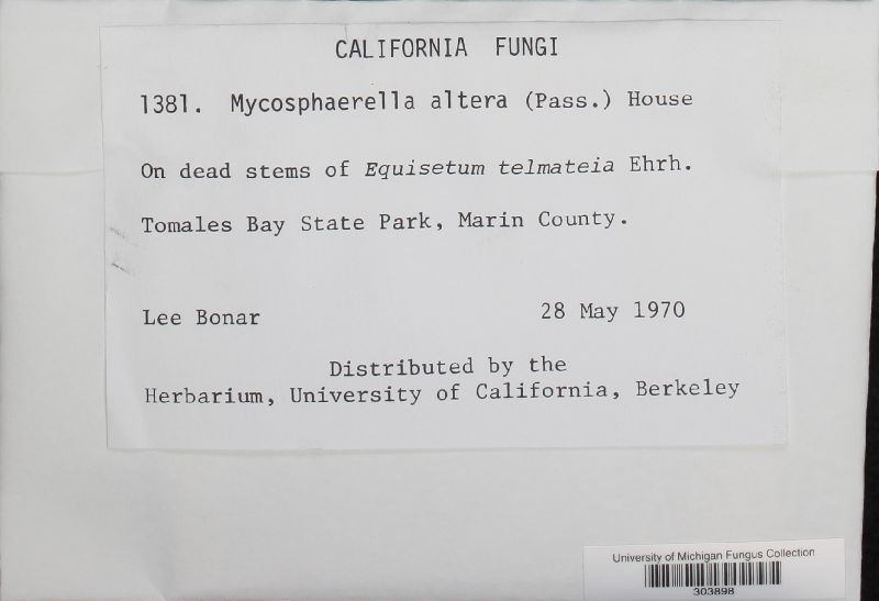 Mycosphaerella altera image