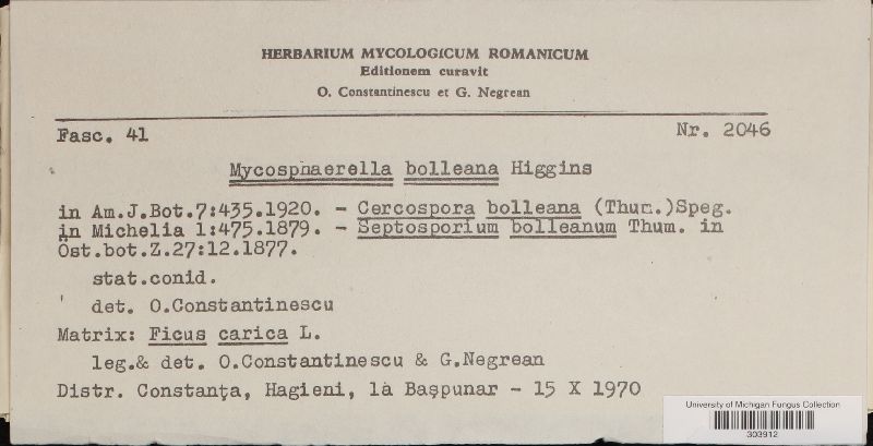 Mycosphaerella bolleana image