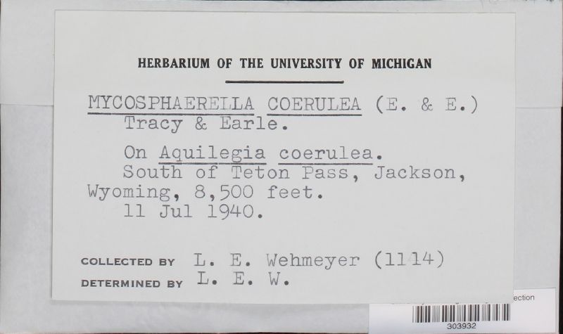Mycosphaerella coerulea image