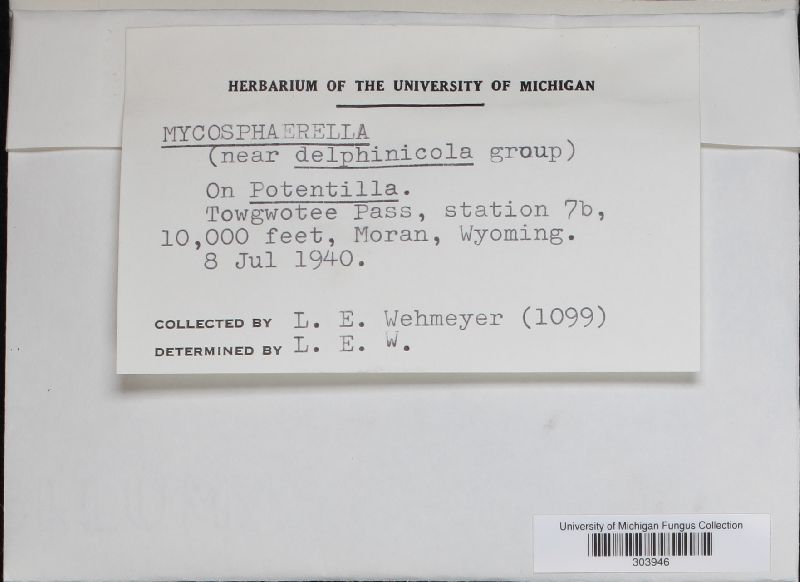 Mycosphaerella delphiniicola image