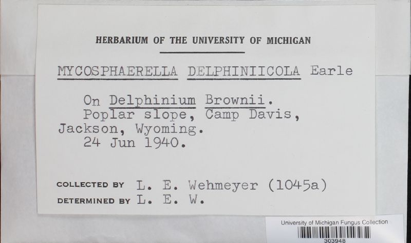 Mycosphaerella delphiniicola image