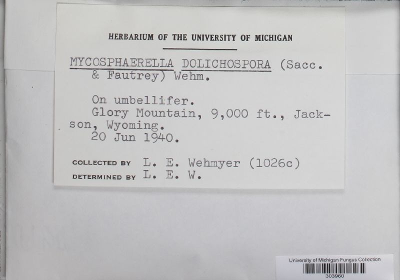 Mycosphaerella dolichospora image