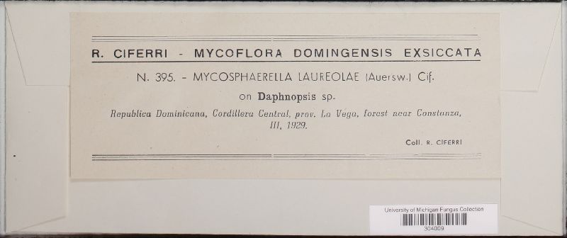 Mycosphaerella laureolae image