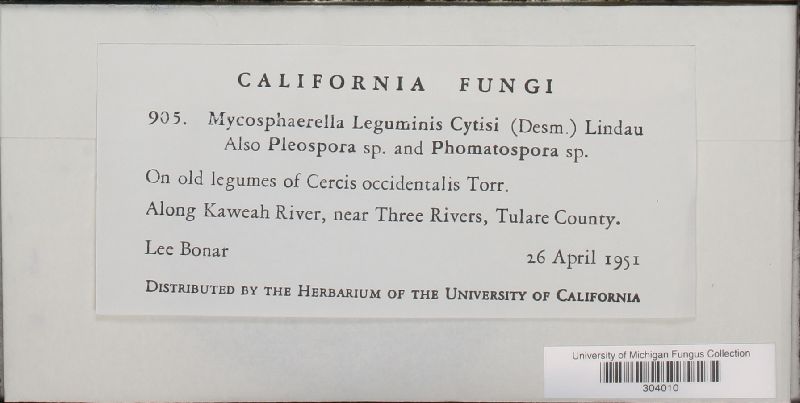 Mycosphaerella leguminis-cytisi image