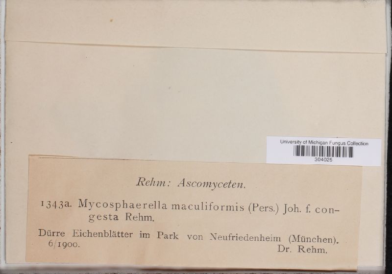 Mycosphaerella maculiformis f. congesta image