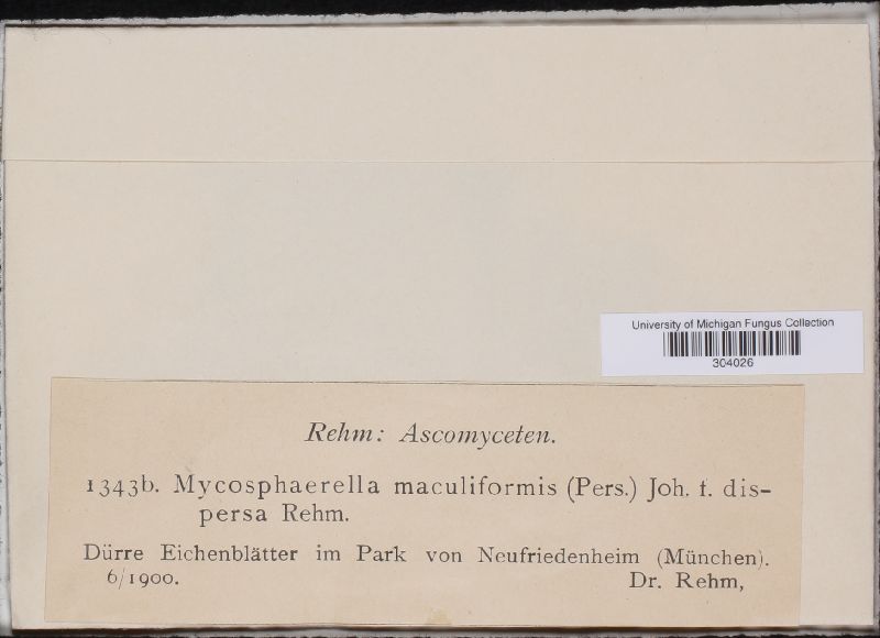 Mycosphaerella maculiformis f. dispersa image